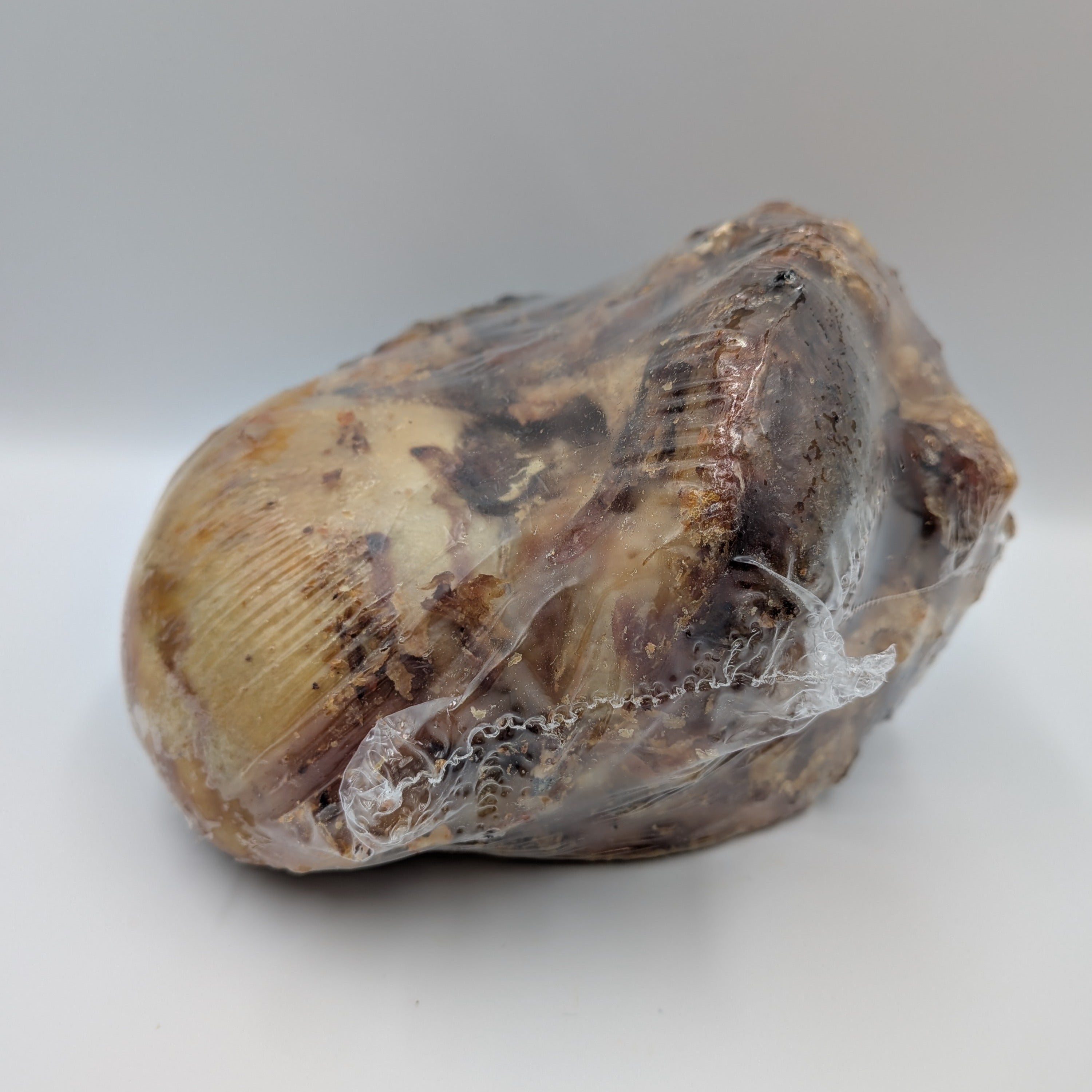 British Beef Knuckle Bone