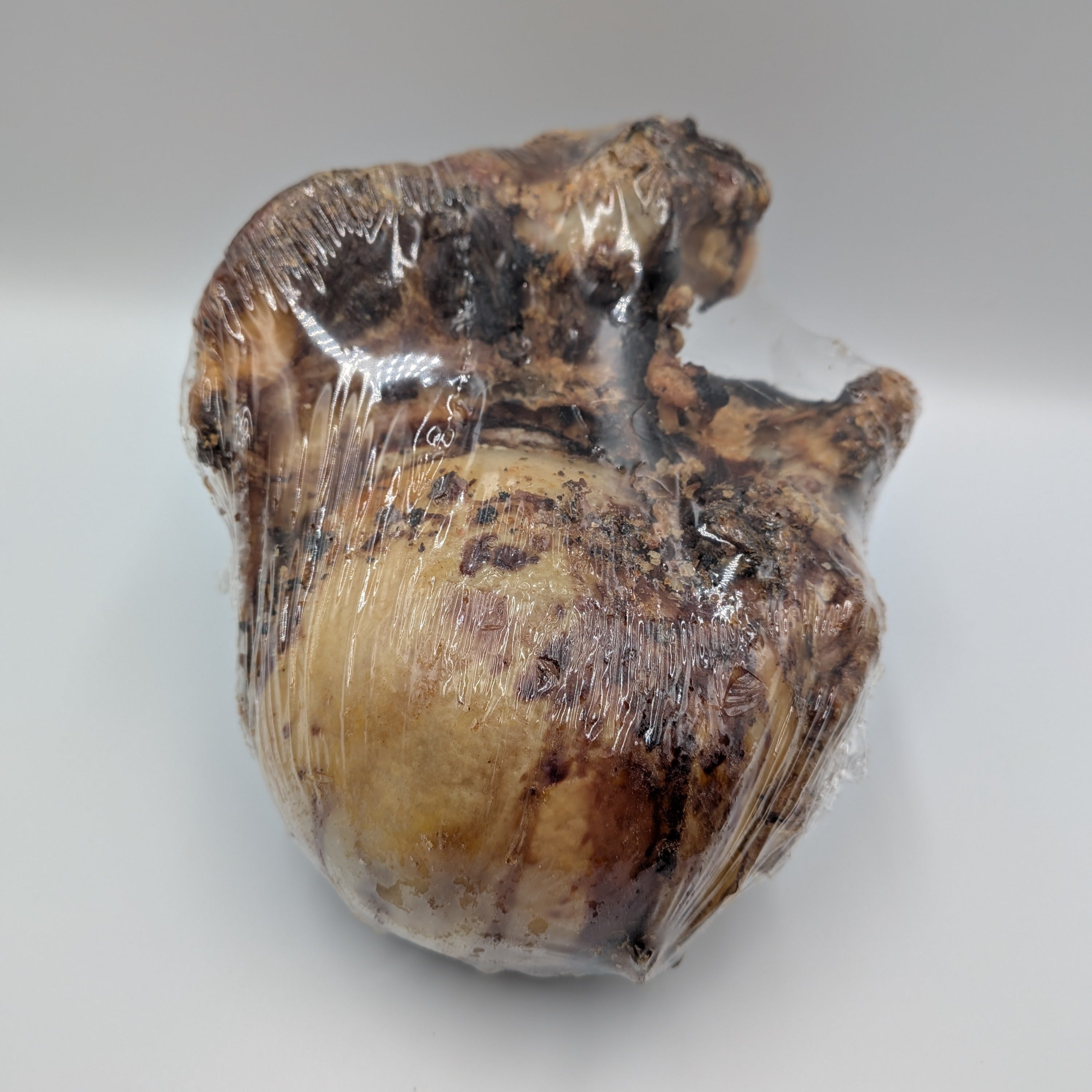 British Beef Knuckle Bone