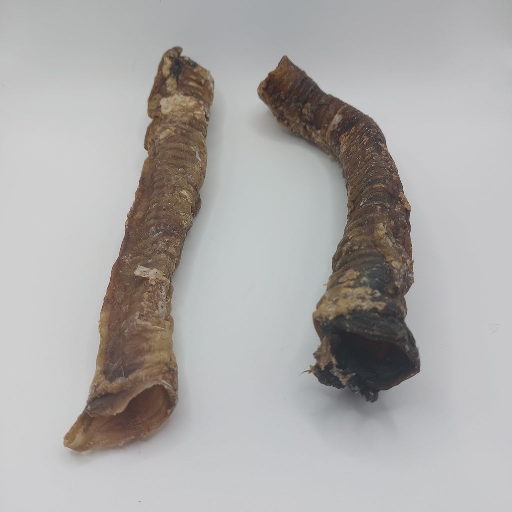 Goat Trachea