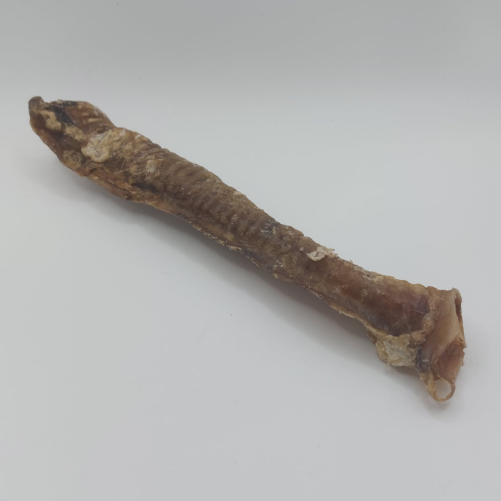Goat Trachea