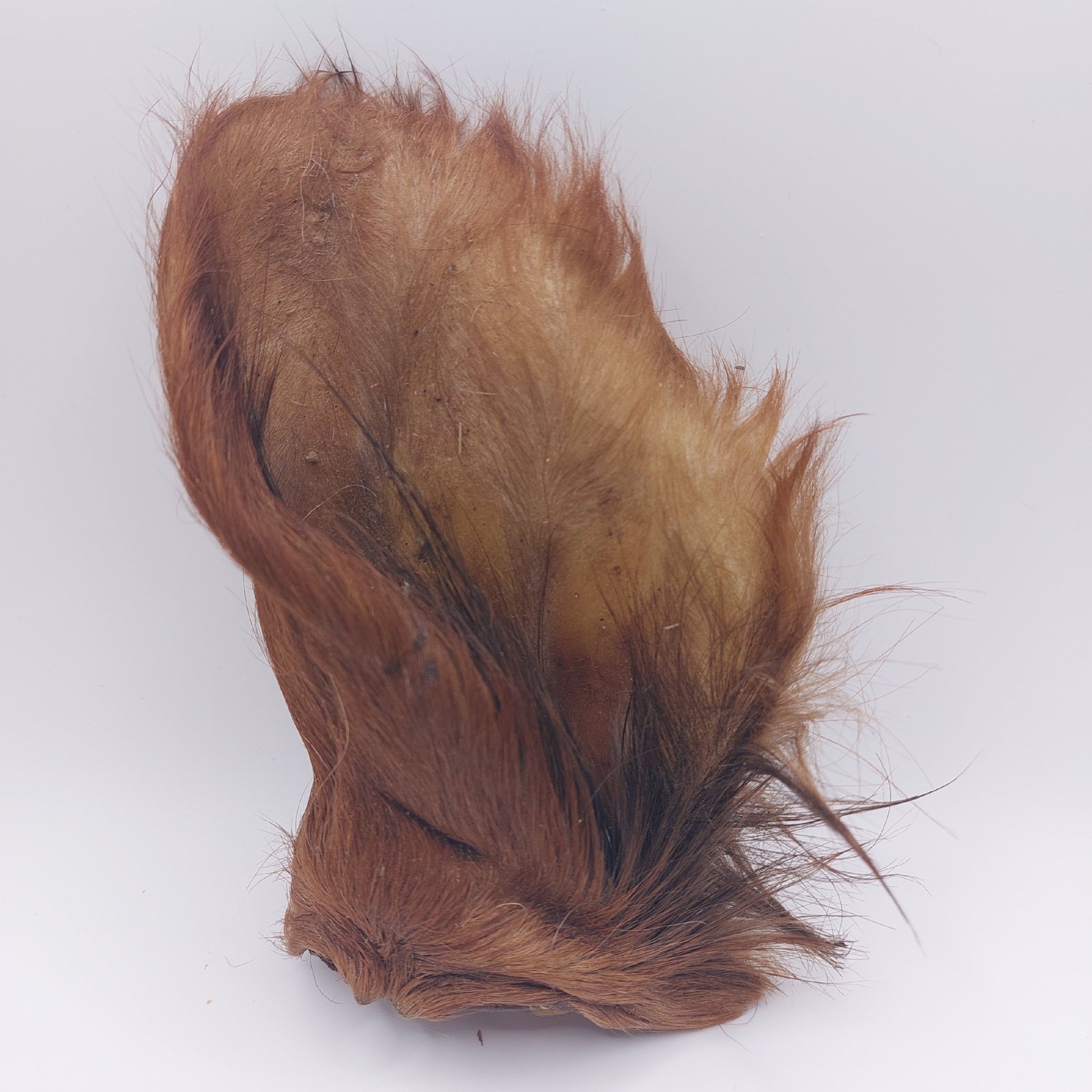Hairy Cow Ear