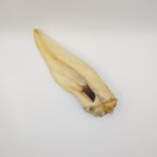 White Lamb Ear