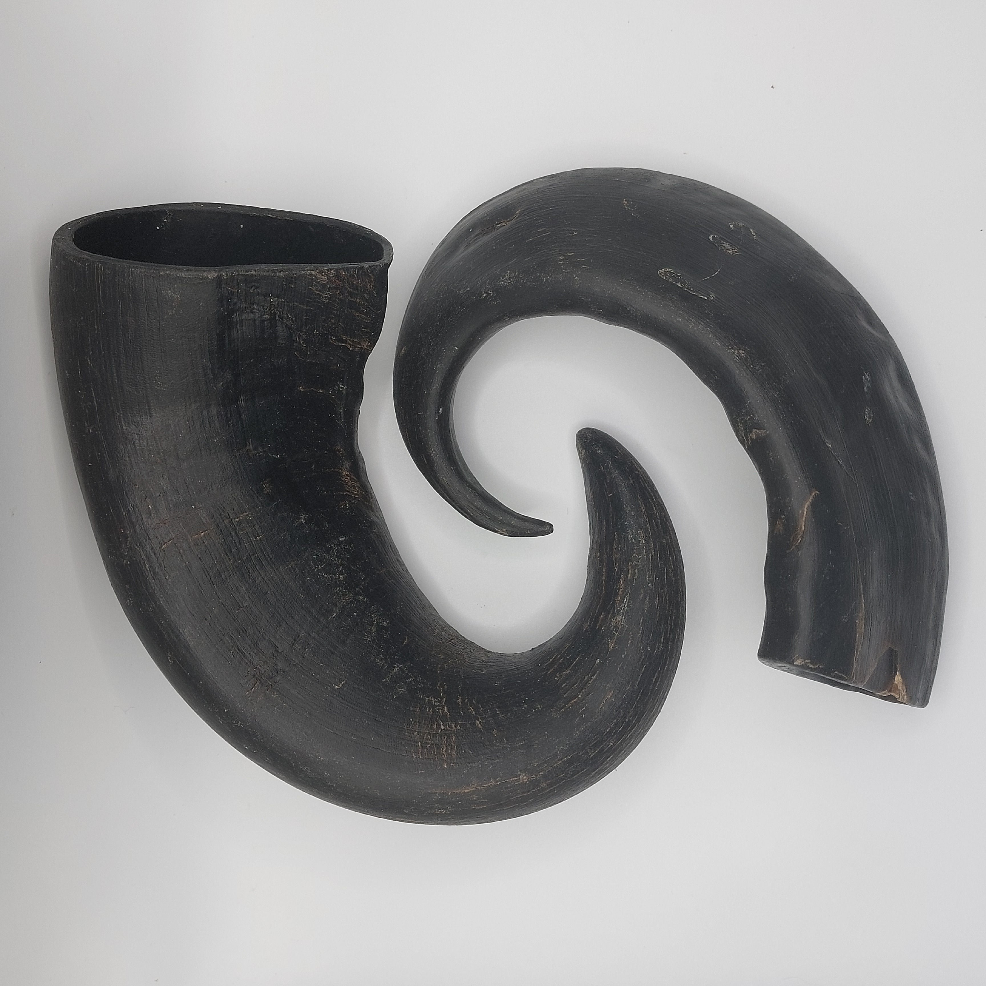 Large Buffalo Horn