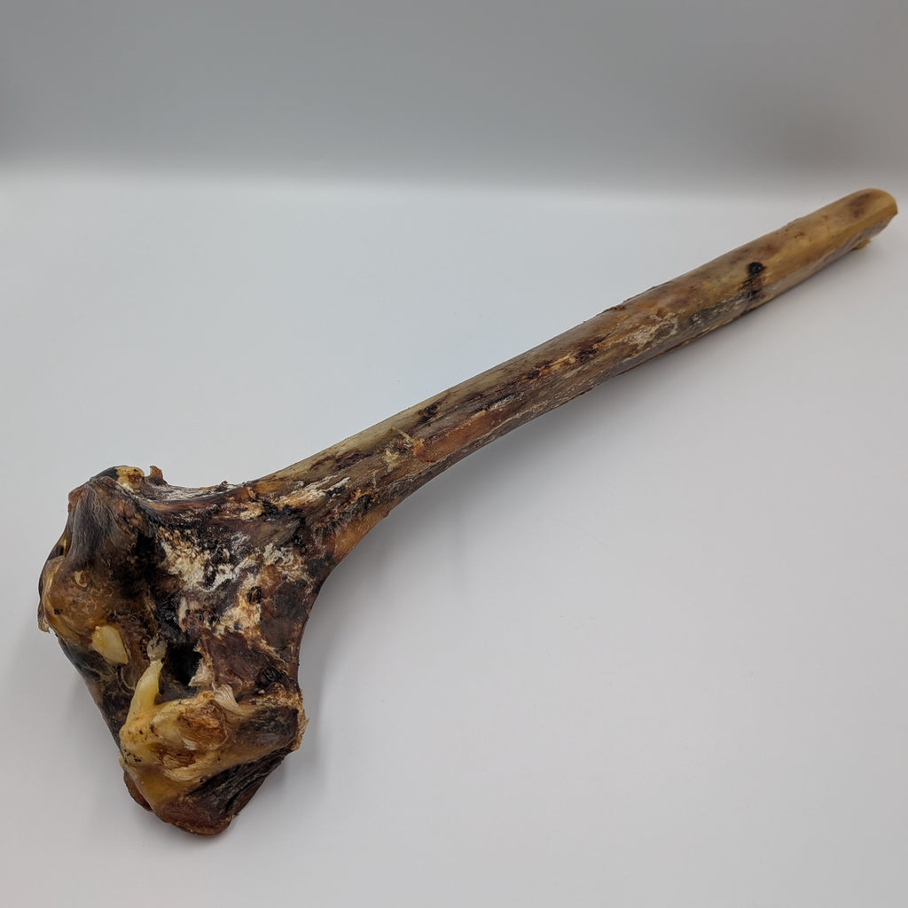 Ostrich Metatarsus Bone