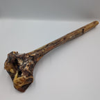 Ostrich Metatarsus Bone