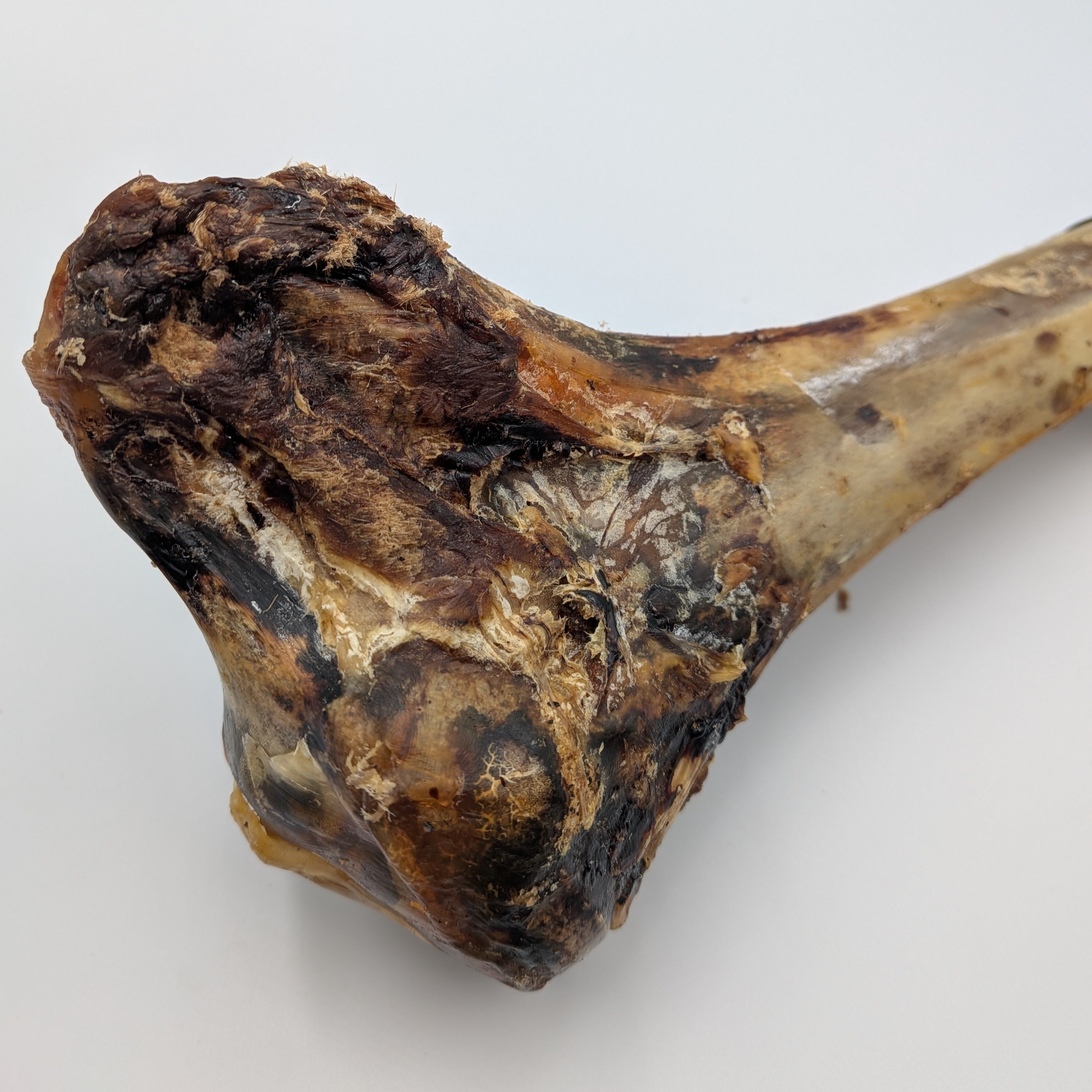 Ostrich Metatarsus Bone