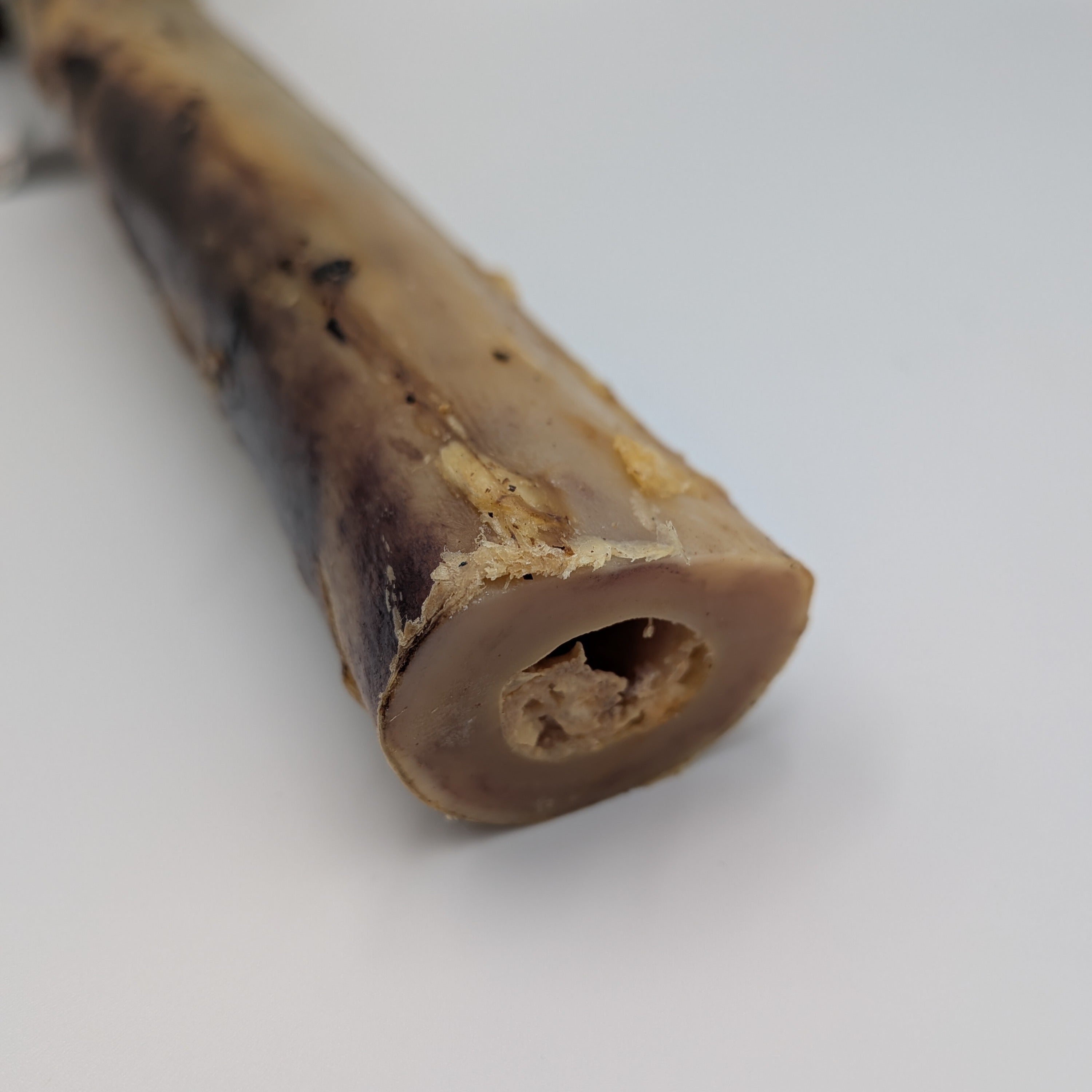 Ostrich Metatarsus Bone